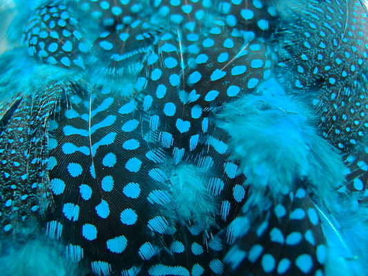 포토 JPG 해외이미지 동물 디자인 백그라운드 컨셉 패턴 자연 벽지 조류 추상 미술 사람없음 장식 빛 컬러풀 유행 우아함 닫기 달콤 매끈함 순수 깃털 묘사 질감 부드러움 솜털 내추럴 이국적 해외202004 해외포토 컬러 무늬 모션 문화예술 감각 맛 생태계 파일형식 이미지허브