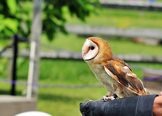 포토 JPG 해외이미지 야생동물 자연 조류 사람없음 육식동물 부엉이 외양간 해외202004 해외포토 동물 생태계 파일형식 이미지허브