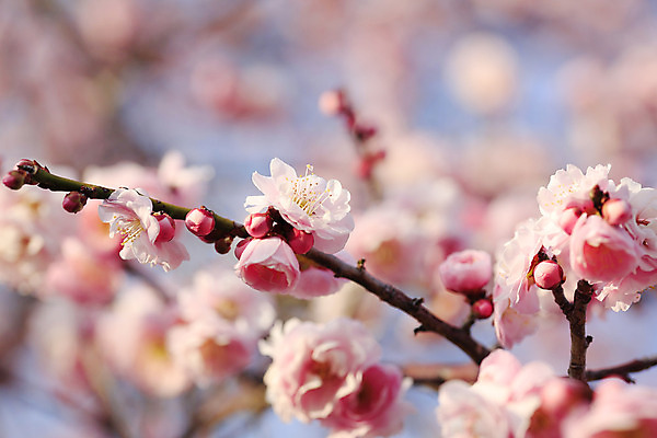 포토 JPG 해외이미지 나무 식물 꽃 분홍색 사람없음 노란색 일본 봄 흰색 신선 자두 해외202004 해외포토 계절 아시아 컬러 과일 파일형식 이미지허브