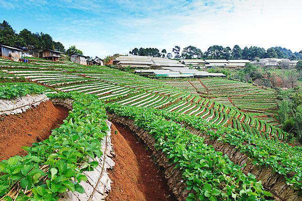 포토 JPG 해외이미지 나무 식물 구름 공원 아시아 문화 겨울 패턴 밭 과일 태국 자연 딸기 아침 휴식 산 주택 풍경 경사 사람없음 목재 옆모습 초록색 햇빛 태양 농장 정원 추위 수확 안개 성장 신선 업무 숲 오두막 허브 언덕 질감 지역 해외202004 해외포토 주간 자연요소 계절 공공시설 나라 뷰포인트 컬러 컨셉 무늬 농업 재료 날씨 건물 작업 생태계 파일형식 이미지허브