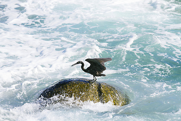 포토 JPG 해외이미지 동물 야생동물 바다 여행 자연 조류 사람없음 야외 초록색 물 햇빛 환경 흰색 연못 황무지 우아함 습지 큼 땅 왜가리 깃털 부리 육식동물 목 서식지 철새 내추럴 단아함 웅장함 황새 해외202004 해외포토 자연요소 컬러 컨셉 신체부위 태양 크기 생태계 파일형식 이미지허브