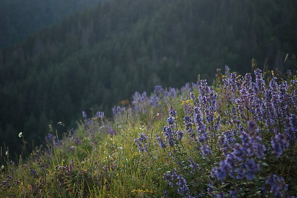 포토 JPG 해외이미지 식물 백인 꽃 스포츠 여행 휴가 산 사람없음 초록색 여름 남쪽 추적 조지아 해외202004 해외포토 서양인 계절 컬러 모션 방향 동유럽 파일형식 이미지허브