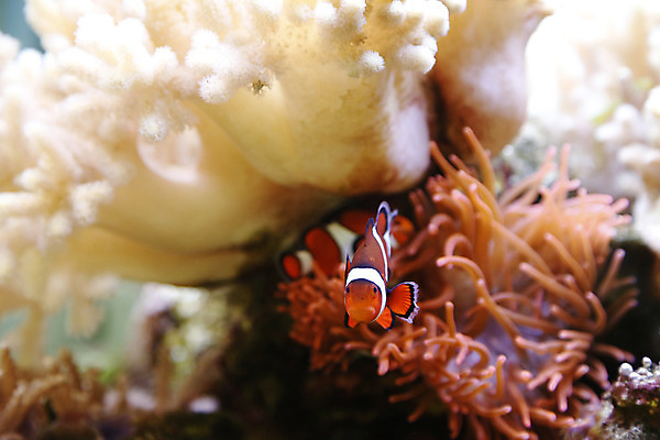 포토 JPG 해외이미지 동물 야생동물 바다 오렌지 자연 어류 사람없음 물 반려동물 수중 수영 줄무늬 광대 흰색 산호 다이빙 암초 수족관 소금물 아네모네 이국적 해외202004 해외포토 자연요소 꽃 컬러 무늬 과일 수중동물 수상스포츠 자포동물 생태계 수중스포츠 파일형식 이미지허브