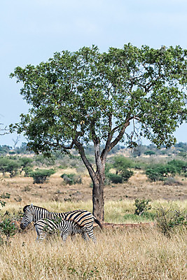 포토 JPG 해외이미지 나무 동물 야생동물 포유류 아프리카 자연 아침 초식동물 풍경 사람없음 가을 시골 보호 그늘 얼룩말 남아프리카 해외202004 해외포토 주간 식물 계절 나라 컨셉 말_동물 생태계 파일형식 이미지허브