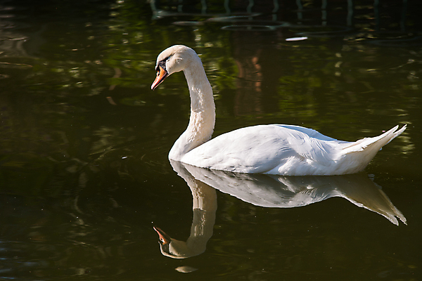포토 JPG 해외이미지 주간 한마리 호수 사람없음 야외 백조 해외202004 해외포토 자연요소 1 조류 파일형식 이미지허브