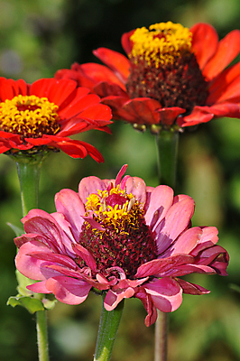 포토 JPG 해외이미지 식물 꽃잎 꽃 분홍색 꽃무늬 오렌지 자연 국화 사람없음 여름 정원 봄 벚꽃 개화 원예 꽃수술 영원 해외202004 해외포토 계절 컬러 무늬 과일 취미 생태계 파일형식 이미지허브