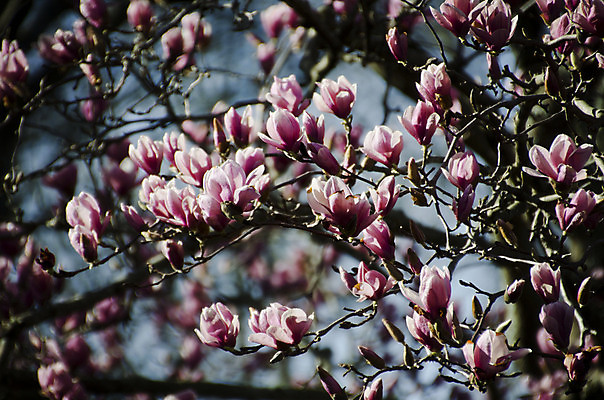 포토 JPG 해외이미지 나무 식물 계절 꽃잎 꽃 분홍색 백그라운드 자연 사람없음 햇빛 태양 정원 맑음 봄 벚꽃 나뭇가지 시간 개화 큼 자주색 과수원 묘사 목련 내추럴 해외202004 해외포토 자연요소 컬러 농업 날씨 크기 생태계 파일형식 이미지허브