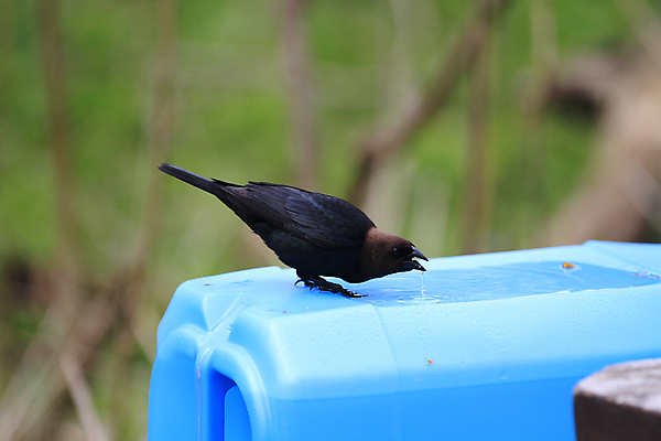 포토 JPG 해외이미지 동물 남자 야생동물 날개 자연 조류 앉기 사람없음 초록색 갈색 봄 소 깃털 내추럴 동물상 해외202004 해외포토 계절 컬러 포유류 모션 사람 조형물 생태계 파일형식 이미지허브
