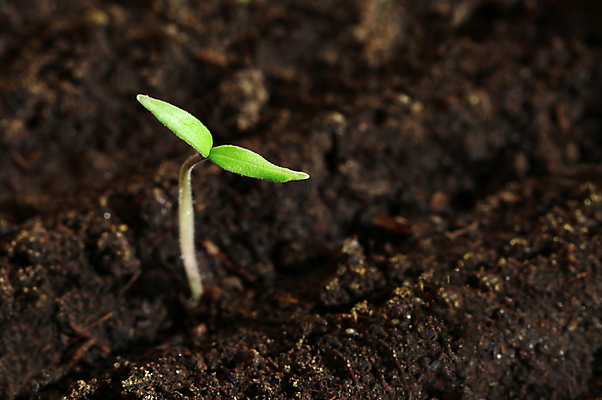 포토 JPG 해외이미지 식물 지구 백그라운드 컨셉 잎 2 농업 자연 오이 새로움 아이디어 사람없음 초록색 빛 갈색 노란색 새싹 환경 흙 회색 성장 신선 작음 유기농 땅바닥 모종 묘목 밭일 생태학 심기 총쏘기 취급주의 해외202004 해외포토 나무 웰빙 교육 산업 컬러 채소 모션 바닥 경고 크기 생태계 파일형식 이미지허브