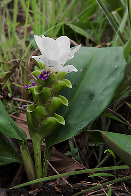 포토 JPG 해외이미지 식물 꽃 문화 줄기 분홍색 백그라운드 잎 꽃무늬 밭 태국 자연 사람없음 빨간색 초록색 컬러풀 정원 보라색 튤립 흰색 신선 해외202004 해외포토 아시아 컬러 무늬 농업 생태계 파일형식 이미지허브