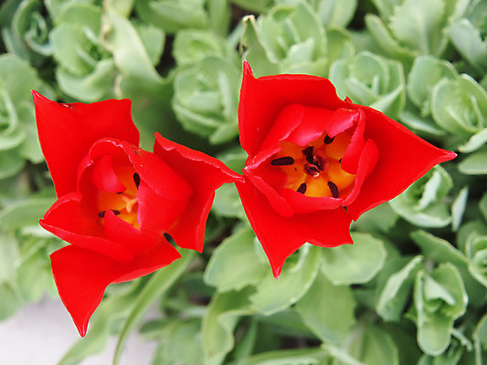 포토 JPG 해외이미지 식물 구름 계절 꽃잎 꽃 줄기 백그라운드 잎 꽃무늬 자연 하늘 사람없음 야외 빨간색 초록색 여름 파란색 컬러풀 우주 봄 활발 튤립 성장 벚꽃 흰색 신선 그룹 다발 네덜란드 고립 해외202004 해외포토 자연요소 유럽 컬러 컨셉 무늬 생태계 파일형식 이미지허브