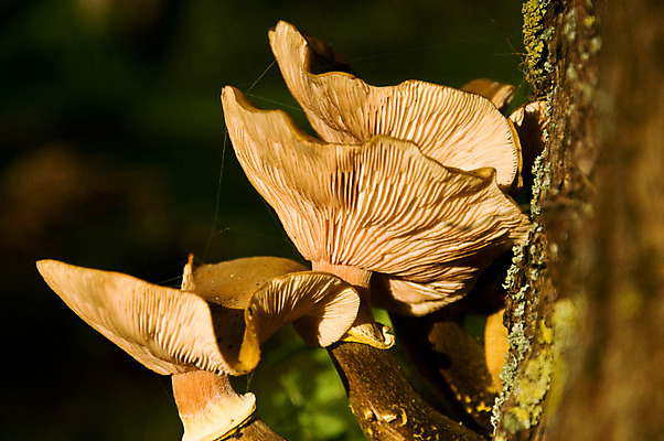 포토 JPG 해외이미지 모양 식물 계절 꽃 음식 줄기 백그라운드 잎 꽃무늬 채소 자연 이끼 사람없음 목재 빨간색 초록색 여름 빛 컬러풀 갈색 환경 버섯 봄 가을 흰색 시골 신선 그룹 숲 수집 통나무 내추럴 곰팡이 식용 캡모자 해외202004 해외포토 나무 모자_잡화 컬러 무늬 재료 생태계 파일형식 이미지허브