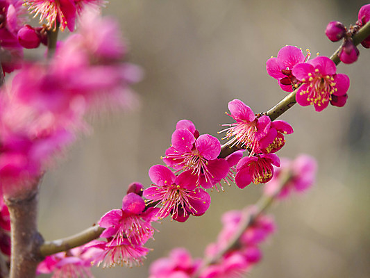 포토 JPG 해외이미지 나무 식물 계절 공원 꽃잎 꽃 분홍색 백그라운드 잎 꽃무늬 과일 자연 한국 사람없음 야외 장식 초록색 여름 컬러풀 정원 봄 성장 벚꽃 나뭇가지 신선 개화 체리 막대기 닫기 과수원 묘사 원예 복숭아 자두 내추럴 꽃수술 해외202004 해외포토 공공시설 아시아 컬러 무늬 농업 모션 취미 생태계 파일형식 이미지허브