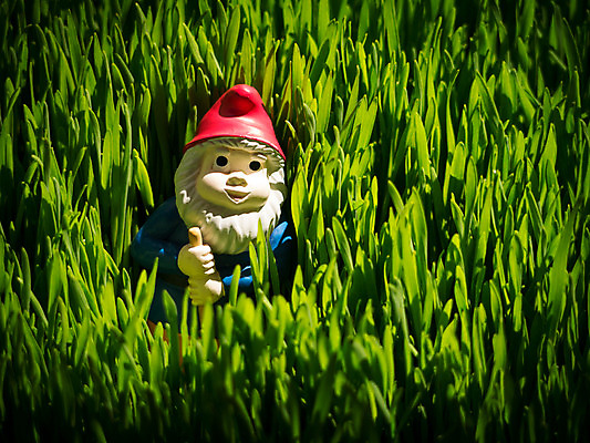 포토 JPG 해외이미지 잔디 사람없음 초록색 정원 잡초 큼 원예 난쟁이 해외202004 해외포토 식물 컬러 취미 크기 파일형식 이미지허브