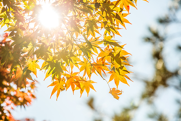 포토 JPG 해외이미지 나무 식물 계절 공원 백그라운드 단풍 잎 꽃무늬 밭 자연 건조 풍경 사람없음 야외 가로 빛 컬러풀 햇빛 노란색 일본 맑음 덮개 가을 11월 속도 10월 전경 해외202004 해외포토 공공시설 꽃 아시아 컬러 무늬 농업 날씨 태양 뚜껑 날짜 생태계 파일형식 탑뷰 이미지허브