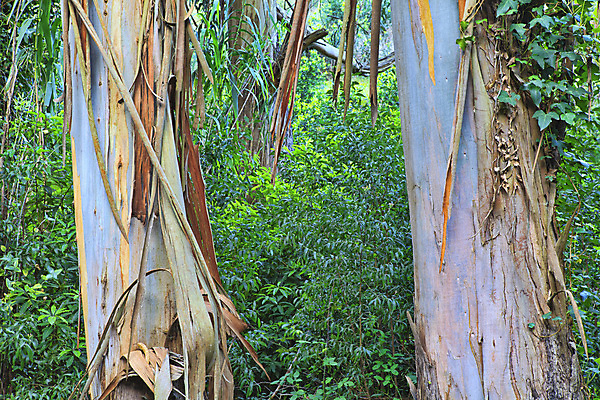 포토 JPG 해외이미지 나무 식물 계절 공원 길 여행 백그라운드 잎 자연 아침 풍경 사람없음 야외 목재 초록색 빛 환경 봄 산책 하이킹 시골 숲 오솔길 장면 내추럴 방법 해외202004 해외포토 주간 공공시설 컬러 재료 레저 휴식 생태계 파일형식 이미지허브