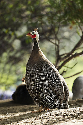 포토 JPG 해외이미지 동물 야생동물 농업 날개 아프리카 조류 주택 육류 요리 사람없음 야외 컬러풀 농장 활발 시골 점 깃털 밭일 해외202004 해외포토 나라 산업 컬러 컨셉 식재료 건물 파일형식 이미지허브