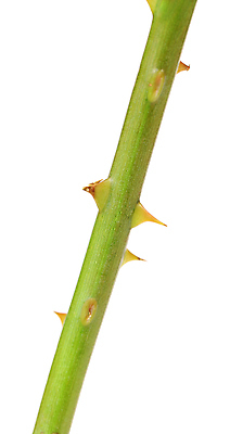 포토 JPG 해외이미지 식물 꽃 줄기 사람없음 세로 초록색 장미 갈색 가시 대각선 고립 해외202004 해외포토 선 컬러 파일형식 이미지허브