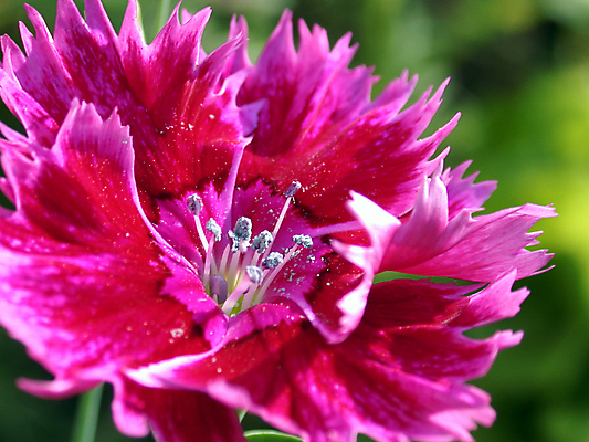 포토 JPG 해외이미지 공원 꽃 꽃다발 백그라운드 자연 친절 사람없음 컬러풀 세계 환경 정원 봄 행성 시골 채소밭 해외202004 해외포토 식물 계절 공공시설 컬러 밭 우주 생태계 파일형식 이미지허브