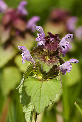 포토 JPG 해외이미지 식물 꽃잎 꽃 줄기 잎 자연 사람없음 보라색 들꽃 약초 소프트포커스 허브 해외202004 해외포토 컬러 촬영기법 풀_식물 생태계 파일형식 이미지허브