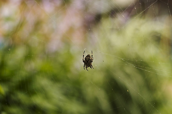 포토 JPG 해외이미지 디자인 실루엣 선 곤충 백그라운드 패턴 자연 아침 추상 프레임 미술 사람없음 야외 초록색 물 웹 어둠 젖음 안개 신선 원형 그물 네트워크 실 닫기 떨어짐 숲 이슬 연결 위험 거미줄 심볼 묘사 사인 질감 거미 올가미 망사 내추럴 복잡 어려움 엘리먼트 해외202004 해외포토 주간 자연요소 도형 동물 컬러 컨셉 무늬 인터넷 모션 날씨 문화예술 촬영기법 직물 생태계 파일형식 이미지허브