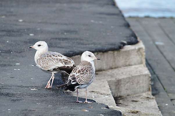 포토 JPG 해외이미지 동물 구름 1 야생동물 모래 파도 바다 날개 자연 갈매기 조류 하늘 바람 날씨 휴가 풍경 사람없음 야외 공중 물 파란색 펼침 자유 흰색 비행 부리 천국 폴란드 내추럴 무료 해외202004 해외포토 자연요소 유럽 컬러 컨셉 모션 생태계 파일형식 이미지허브