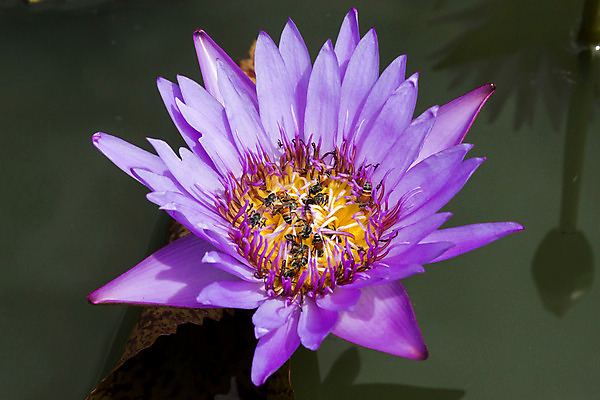 포토 JPG 해외이미지 식물 꽃잎 꽃 야생동물 곤충 자연 사람없음 야외 정원 수집 꽃가루 꿀 해외202004 해외포토 동물 가루 생태계 파일형식 이미지허브