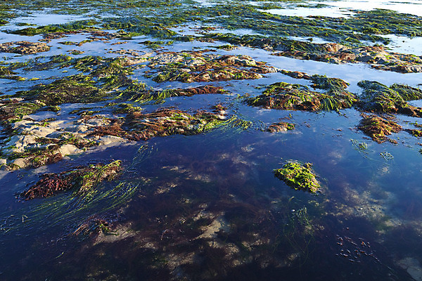 포토 JPG 해외이미지 나무 실루엣 야생동물 모래 바다 백그라운드 패턴 오렌지 자연 조류 하늘 이끼 풍경 사람없음 초록색 물 파란색 반사 노란색 황혼 일몰 거울 바위 흰색 황무지 산호 묘사 질감 장면 태평양 내추럴 소금물 수평선 해외202004 해외포토 자연요소 식물 동물 컬러 무늬 과일 촬영기법 노을 돌_바위 자포동물 생태계 파일형식 이미지허브