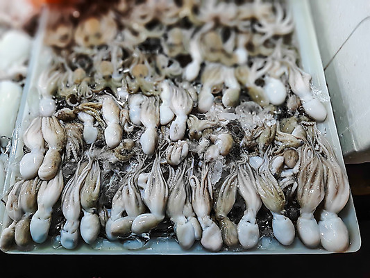 포토 JPG 해외이미지 동물 음식 바다 백그라운드 자연 건강 어류 요리 사람없음 물 주방 얼음 식사 흰색 신선 화려 시장 해산물 오징어 날것 문어 내추럴 해외202004 해외포토 자연요소 컬러 컨셉 연체동물 수중동물 생태계 파일형식 이미지허브