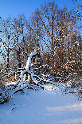 포토 JPG 해외이미지 나무 1 계절 겨울 밭 자연 하늘 건조 풍경 사람없음 목재 파란색 태양 평화 환경 힘 침묵 추위 흰색 나뭇가지 시골 고독 숲 그늘 허브 러시아 내추럴 깨짐 수목 옛날 수평선 해외202004 해외포토 자연요소 식물 감정 유럽 컬러 컨셉 농업 재료 소리 생태계 파일형식 이미지허브