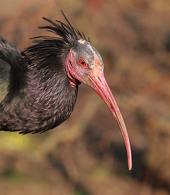 포토 JPG 해외이미지 동물 야생동물 자연 조류 사람없음 야외 빨간색 머리 검은색 피부 깃털 계산서 해외202004 해외포토 컬러 신체부위 생태계 파일형식 이미지허브