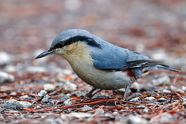 포토 JPG 해외이미지 나무 동물 여자 남자 아시아 얼굴 야생동물 백그라운드 날개 자연 조류 사람없음 야외 목재 가로 초록색 컬러풀 머리 환경 나뭇가지 막대기 닫기 숲 깃털 꼬리 부리 서식지 생태학 이국적 해외202004 해외포토 식물 교육 나라 컬러 재료 모션 사람 신체부위 생태계 파일형식 이미지허브