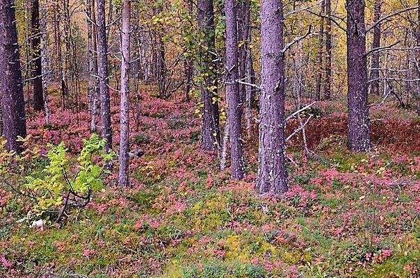 포토 JPG 해외이미지 나무 계절 줄기 분홍색 잎 오렌지 자연 노르웨이 풍경 사람없음 야외 목재 초록색 노란색 힘 활발 가을 소나무 원형 황무지 숲 큼 시원함 북극 만족 장면 북쪽 자작나무 내추럴 강렬 북극해 진짜 가문비나무 해외202004 해외포토 도형 식물 감정 유럽 바다 컬러 컨셉 과일 재료 크기 극지방 방향 생태계 파일형식 이미지허브