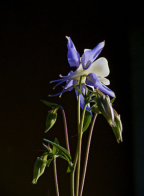 포토 JPG 해외이미지 식물 꽃잎 꽃 꽃무늬 자연 사람없음 정원 벚꽃 신선 카네이션 해외202004 해외포토 무늬 생태계 파일형식 이미지허브