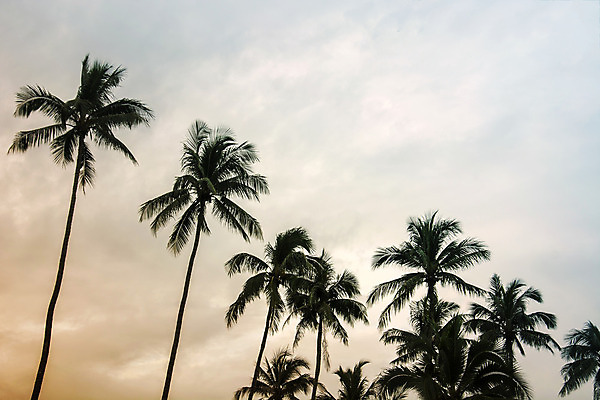 포토 JPG 해외이미지 나무 구름 실루엣 바다 섬 여행 잎 자연 하늘 휴가 손바닥 풍경 사람없음 초록색 물 여름 햇빛 태양 맑음 일몰 새벽 수확 황금 저녁 필름 휴양지 복고 하와이 캘리포니아 코코넛 천국 시들음 수평선 해외202004 해외포토 자연요소 식물 손 계절 컬러 농업 과일 날씨 촬영기법 노을 미국 장소 야간 생태계 파일형식 이미지허브