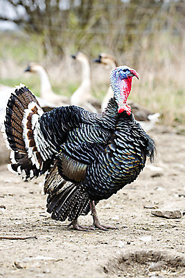 포토 JPG 해외이미지 동물 야생동물 가사 농업 자연 조류 사람없음 농장 깃털 서식지 칠면조 테마 해외202004 해외포토 산업 생태계 파일형식 이미지허브