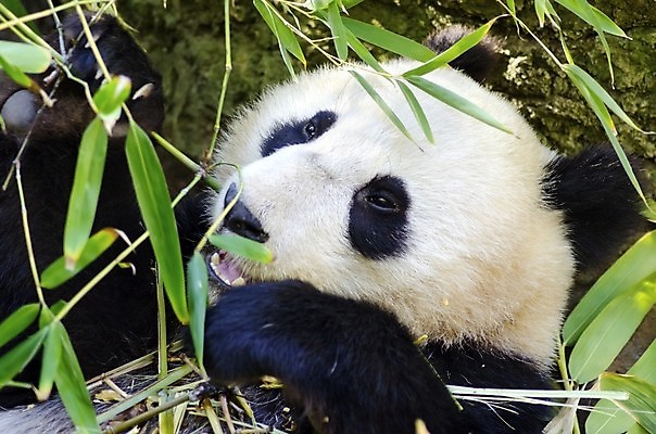 포토 JPG 해외이미지 나무 동물 행복 무기 얼굴 야생동물 음식 부분 곰 포유류 자연 털 흑백 동물원 종류 앉기 동양인 성인 사람없음 검은색 미국 중국 코트 흰색 아기 잡기 원형 황무지 치아 보호 숲 큼 판다 먹기 배고픔 대나무 육식동물 멸종 서식지 거인 내추럴 초식 총구 혼자 해외202004 해외포토 도형 식물 감정 아시아 컬러 컨셉 북아메리카 모션 촬영기법 사람 인종 신체부위 외투 소화기관 크기 생태계 파일형식 이미지허브