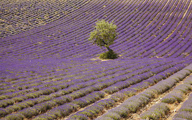 포토 JPG 해외이미지 식물 꽃 유럽 백그라운드 밭 농업 자연 하늘 풍경 사람없음 여름 컬러풀 보라색 프랑스 시골 제비꽃 향기 라벤더 내추럴 프로방스 해외202004 해외포토 계절 나라 산업 컬러 허브 생태계 냄새 파일형식 이미지허브