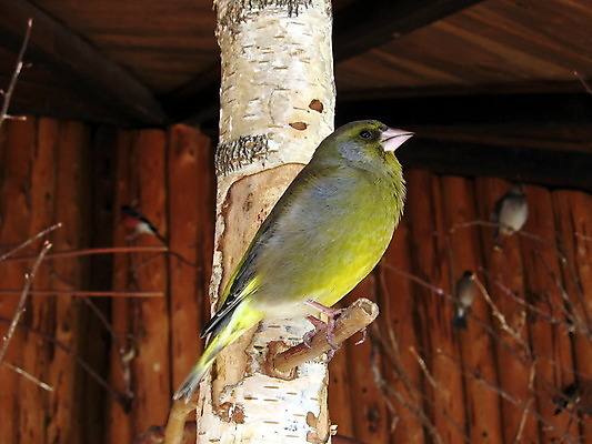 포토 JPG 해외이미지 동물 백그라운드 자연 조류 동물원 사람없음 목재 노란색 나뭇가지 작음 깃털 만족 부리 자작나무 동물상 해외202004 해외포토 나무 감정 컬러 재료 조형물 크기 생태계 파일형식 이미지허브