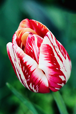 포토 JPG 해외이미지 식물 1 디자인 계절 꽃 백그라운드 꽃무늬 자연 사람없음 빨간색 초록색 여름 머리 정원 보라색 봄 튤립 흰색 큼 오브젝트 싱글 슛 내추럴 해외202004 해외포토 컬러 무늬 신체부위 크기 생태계 파일형식 이미지허브