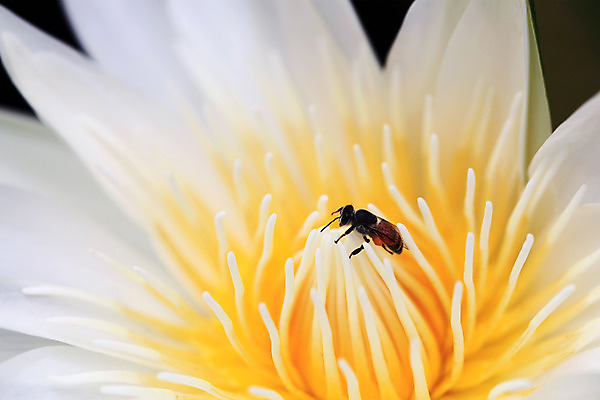 포토 JPG 해외이미지 식물 꽃잎 꽃 곤충 백그라운드 꽃무늬 밭 농업 날개 자연 씨앗 사람없음 초록색 물 여름 빛 컬러풀 햇빛 태양 노란색 정원 맑음 봄 활발 벚꽃 작업 뜨거움 백합 벌 먹기 묘사 유기농 꿀 내추럴 해외202004 해외포토 자연요소 동물 웰빙 계절 산업 컬러 컨셉 무늬 모션 날씨 생태계 파일형식 이미지허브