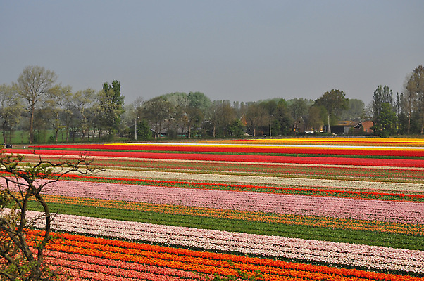 포토 JPG 해외이미지 식물 전통 꽃 전구 사람없음 봄 튤립 벚꽃 침대 4월 5월 네덜란드 화단 해외202004 해외포토 계절 유럽 가구 날짜 파일형식 이미지허브