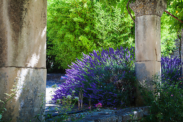 포토 JPG 해외이미지 식물 꽃 유럽 여행 밭 건축양식 자연 풍경 사람없음 건물 교회 보라색 프랑스 시골 개화 수도원 라벤더 수녀원 옛날 프로방스 해외202004 해외포토 건축물 건축 나라 컬러 농업 종교건축 허브 생태계 파일형식 이미지허브