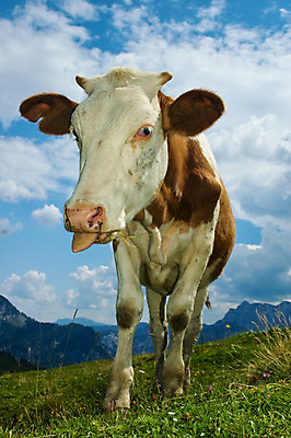 포토 JPG 해외이미지 동물 구름 응시 유럽 농업 포유류 자연 하늘 산 뿔 개구리 풍경 사람없음 초록색 여름 파란색 농장 갈색 가축 시골 소 오스트리아 닫기 스위스 호기심 각도 장면 해외202004 해외포토 자연요소 시선 계절 감정 나라 산업 컬러 컨셉 모션 양서류 생태계 파일형식 이미지허브