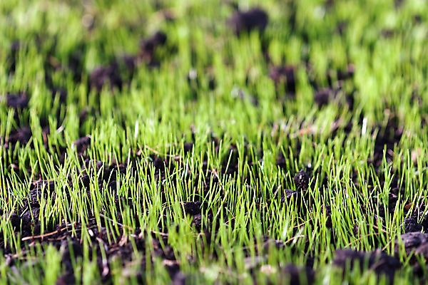 포토 JPG 해외이미지 나무 식물 계절 꽃 백그라운드 잎 밭 농업 자연 새로움 풍경 잔디 사람없음 야외 가로 초록색 여름 햇빛 우주 환경 봄 활발 성장 흰색 신선 칼날 땅 시작 뿌리 먼지 장면 고립 멀티 모종 해외202004 해외포토 산업 컬러 컨셉 태양 생태계 파일형식 이미지허브