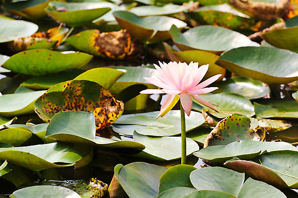 포토 JPG 해외이미지 식물 꽃잎 꽃 호수 분홍색 백그라운드 잎 꽃무늬 자연 표면 사람없음 초록색 물 정원 벚꽃 연못 개화 내추럴 해외202004 해외포토 자연요소 컬러 무늬 생태계 파일형식 이미지허브