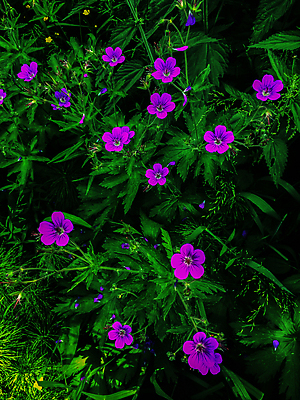 포토 JPG 해외이미지 식물 공원 꽃 백그라운드 잎 꽃무늬 자연 열쇠 요정 이야기 사람없음 야외 초록색 여름 파란색 컬러풀 노란색 정원 보라색 어둠 봄 새벽 수확 벚꽃 신선 신용카드 야간 숲 자주색 필름 복고 부드러움 공상 마법 시들음 그런지 취급주의 필터 환상 스타일 해외202004 해외포토 자연요소 계절 공공시설 컬러 컨셉 무늬 농업 경고 금융 감각 생태계 파일형식 이미지허브