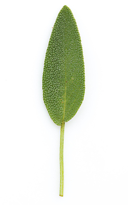 포토 JPG 해외이미지 식물 음식 잎 채소 재료 자연 건강 요리 사람없음 초록색 약 나뭇가지 신선 고명 양념 맛 정상 다발 허브 향신료 묘사 오브젝트 유기농 원예 매움 날것 향기 냄새 아로마 향 후추 내추럴 고립 바이오 세이지 채식주의자 치료제 해외202004 해외포토 나무 웰빙 컬러 컨셉 의학 취미 생태계 채식 향미료 파일형식 이미지허브