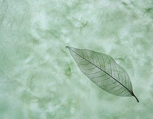 포토 JPG 해외이미지 식물 백그라운드 잎 자연 건조 사람없음 초록색 환경 유기농 질감 윤곽 정맥 내추럴 카피스페이스 해외202004 해외포토 웰빙 컬러 공백 생태계 혈관 파일형식 이미지허브