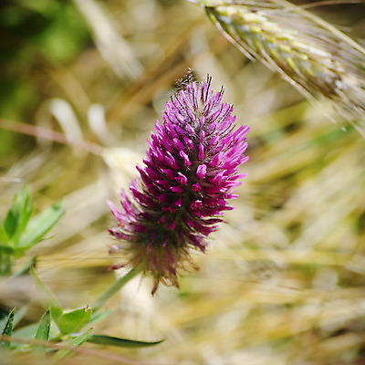 포토 JPG 해외이미지 식물 꽃 꽃무늬 자연 사람없음 초록색 여름 태양 정원 봄 벚꽃 개화 해외202004 해외포토 자연요소 계절 컬러 무늬 생태계 파일형식 이미지허브